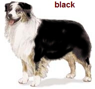 black tri Aussie