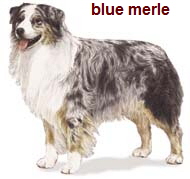 blue merle Aussie