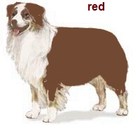 red tri Aussie